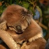 Koala - Phascolarctos cinereus 4615